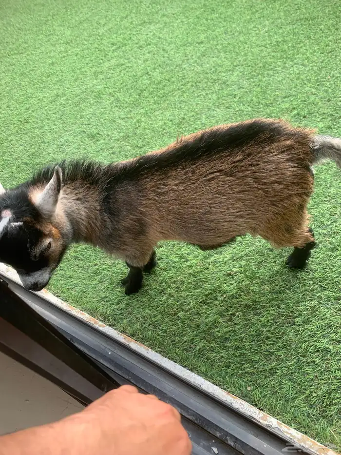 ماعز قزم نوع فاخر للبيع 2