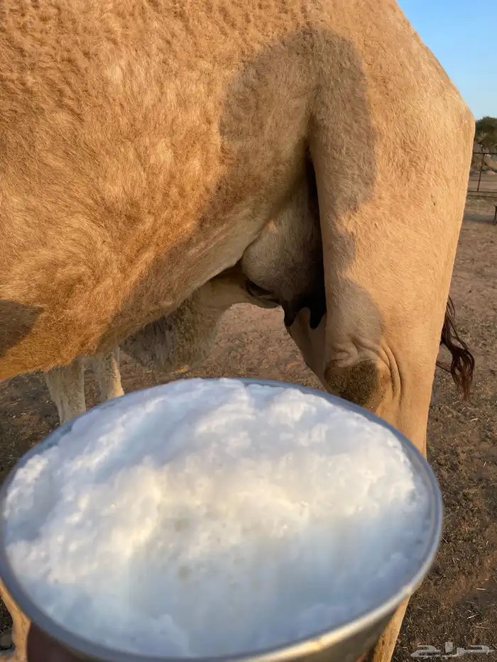 خلفه حمراء بكر 2