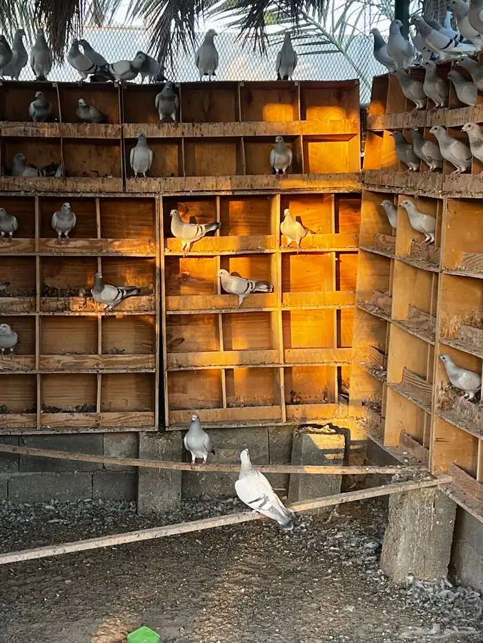 حمام زاجل ايس 2