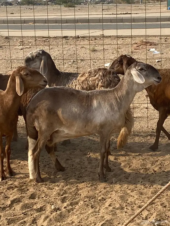 ضان سواكن خلفات 3