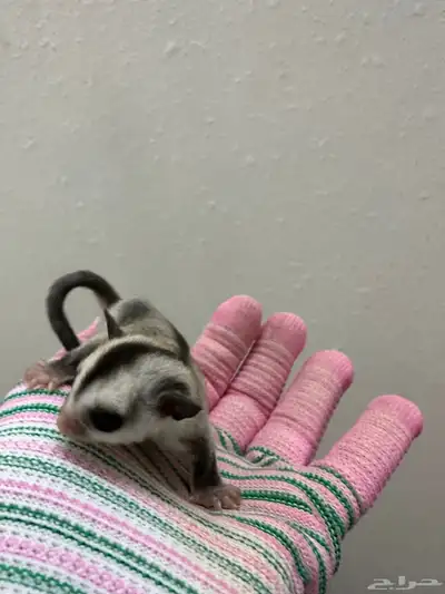 فرخ سنجاب للبيع index