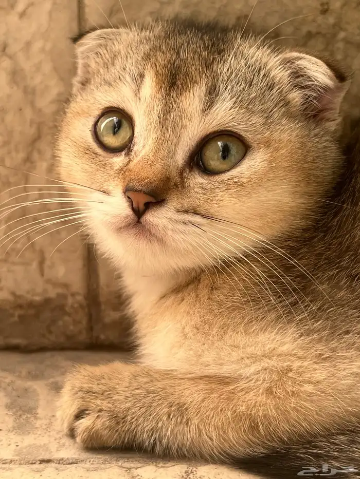 كيتن سكوتش فولد (ذكر-شهرين ونص) 0