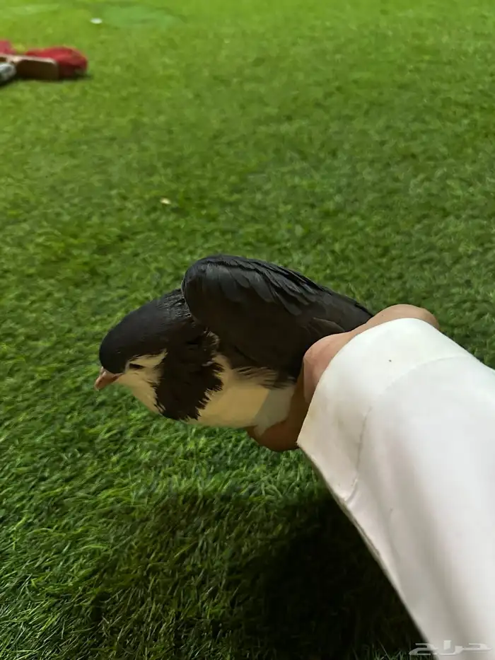 حمام زينه منتج نفاخ 1