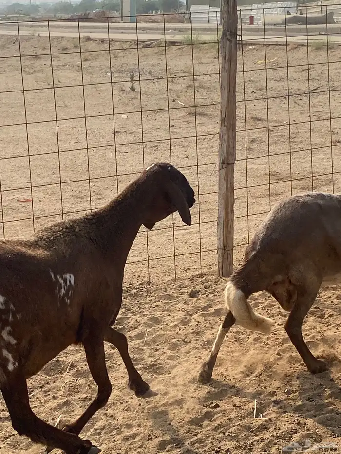 ضان سواكن خلفات 2