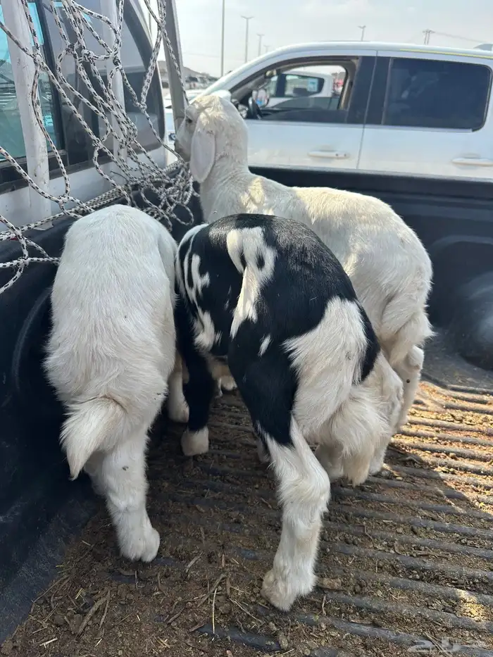 خرفان طيبه من مراح شرط صحه 0