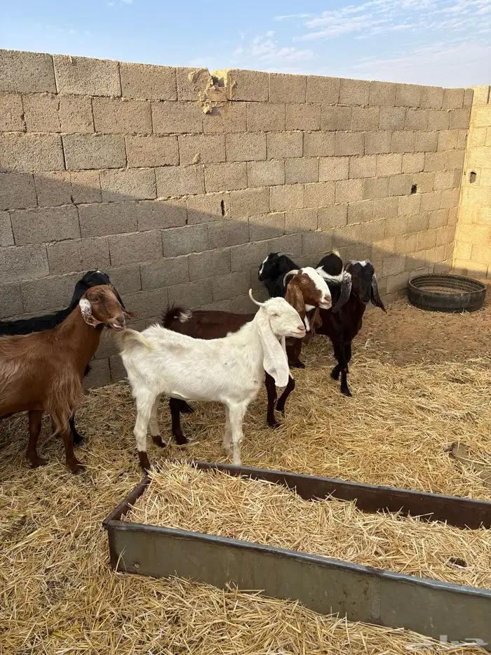 للبيع معزا دفيع ومضاريع 6