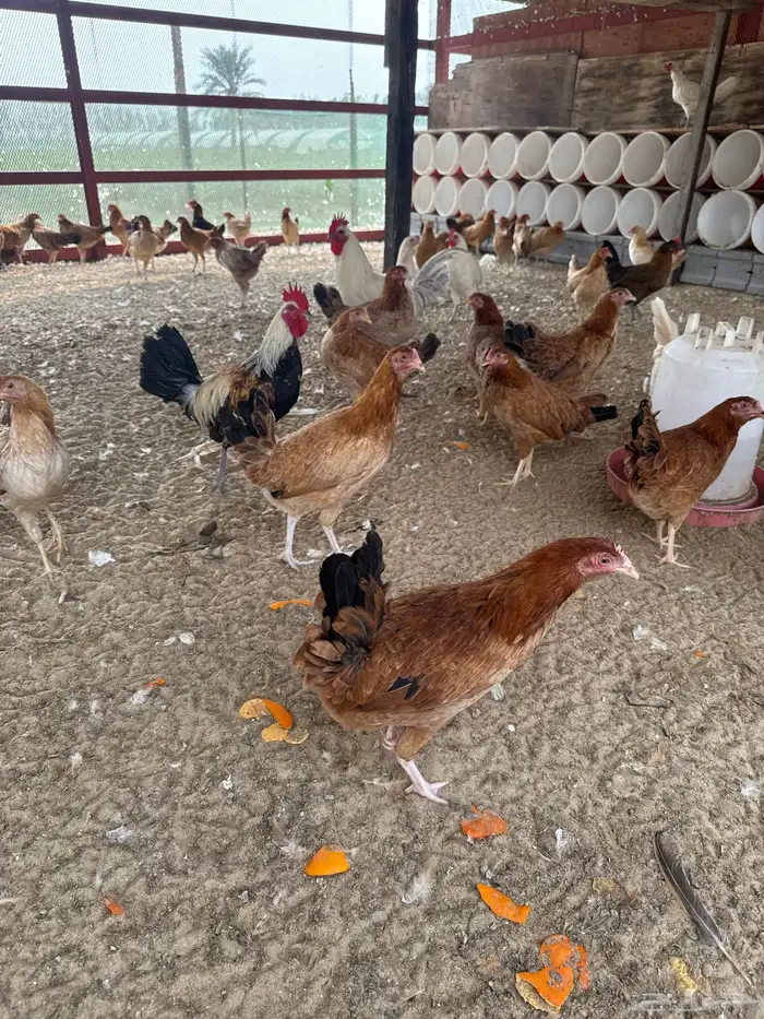 دجاج للبيع 2