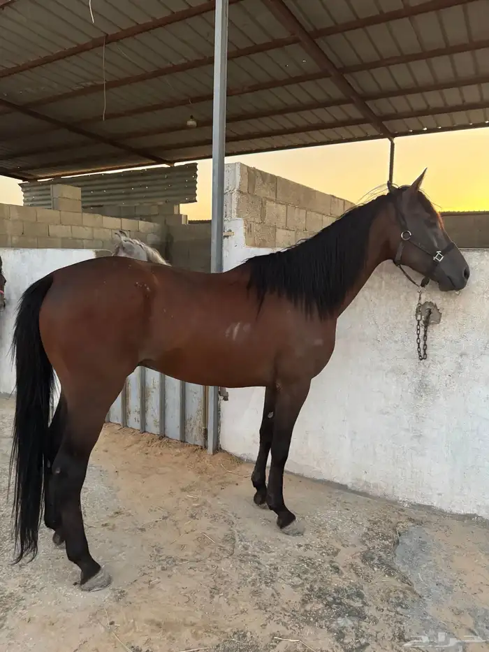 حصان واهو جزيري فرنسي 2