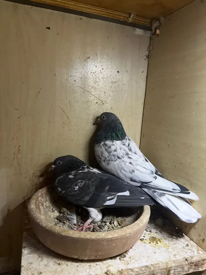 حمام باكستاني 5