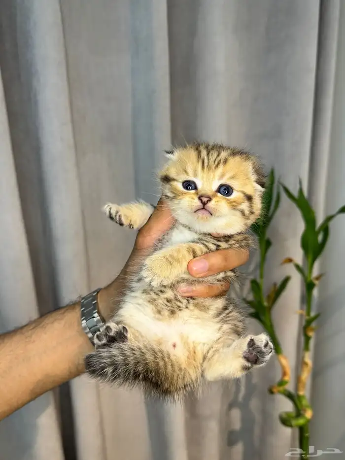 كيتن سكوتش (تايقر) 0