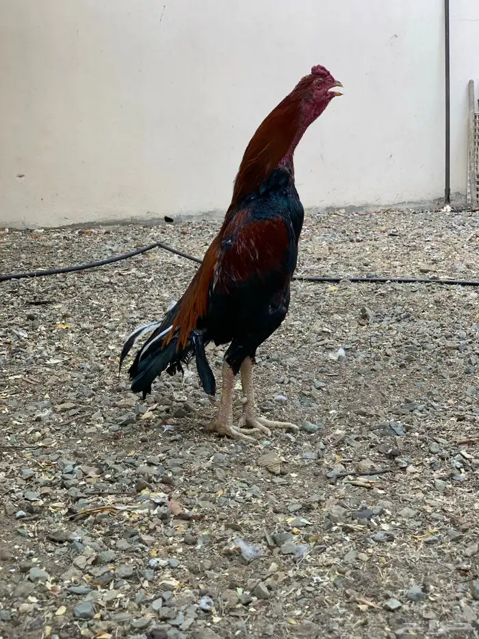 ديك ودجاجه باكستانيه 0