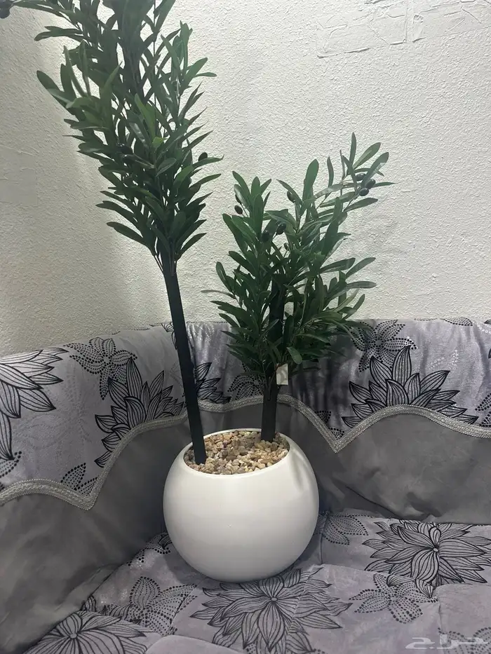 شجرة الزيتون  جديدة 2