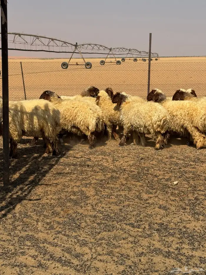 غنم نعيم خلفات ومضاريع (الغنم بيعت) 2