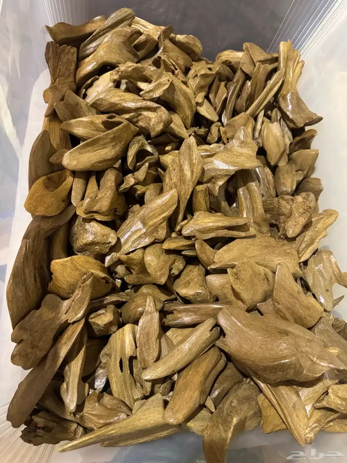 عود مروكي أصقون فاخر 1