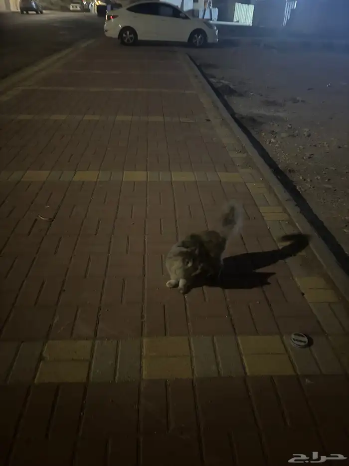 حصلت قط ضائع 2