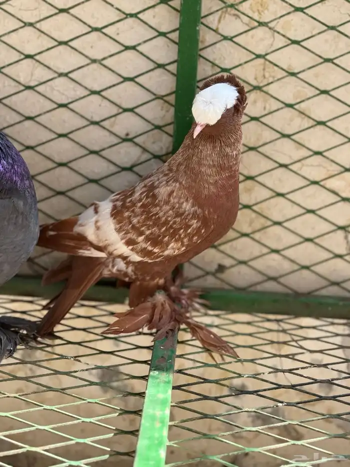 حمام ساكسون 9