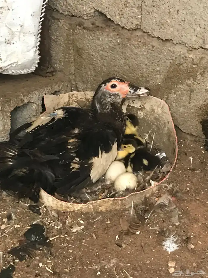 للبيع بط مصري تحته اثنين 0