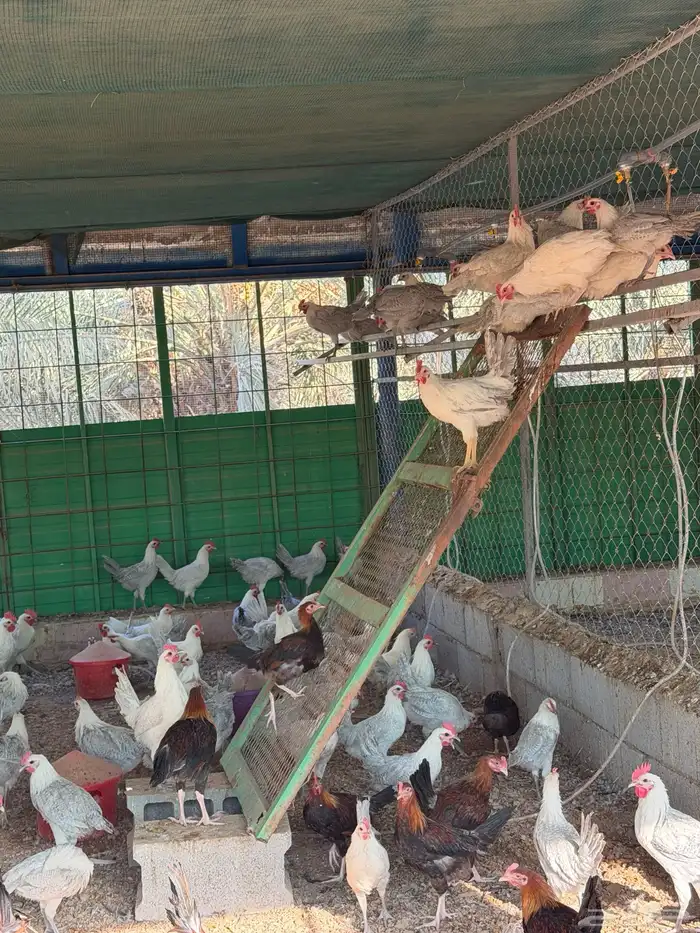 ديكة للبيع عمر 4-5 شهور العدد 400 ( فيومي وبلدي ) 5