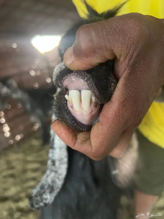 معزا صنف طيبه وجروم طيبه 10