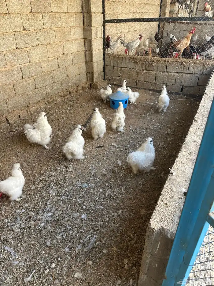 دجاج قطني بياض العمر سنه 5 ديكه و 10 دجاج 2