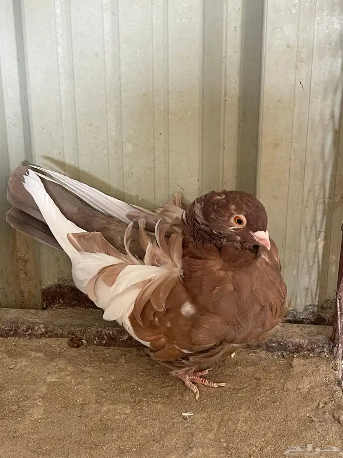 للبيع زوج كشكي  تب التب 4