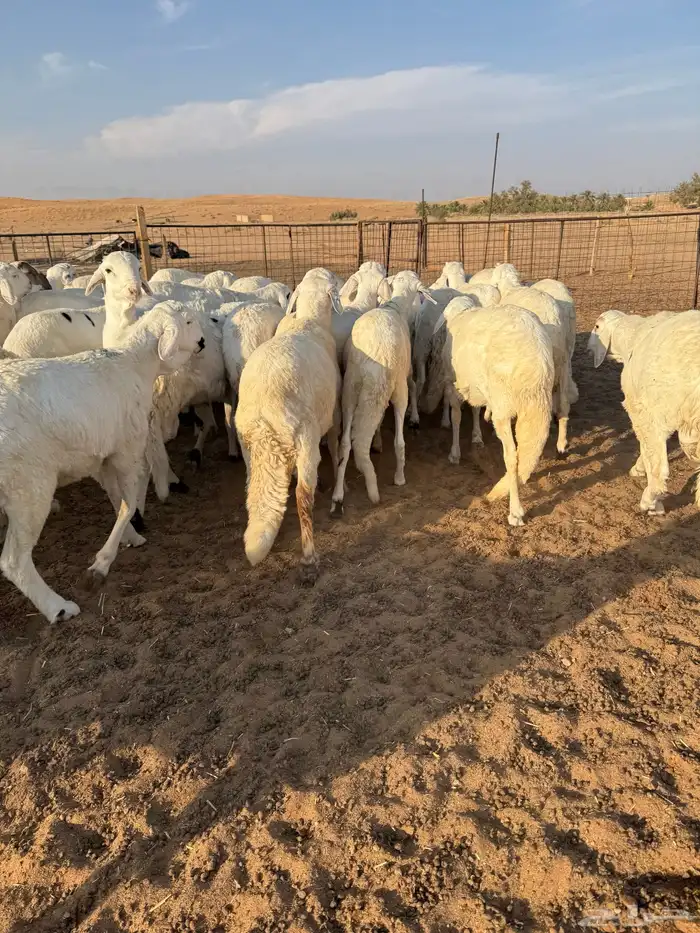 سواكن ذبايح مرابي 5