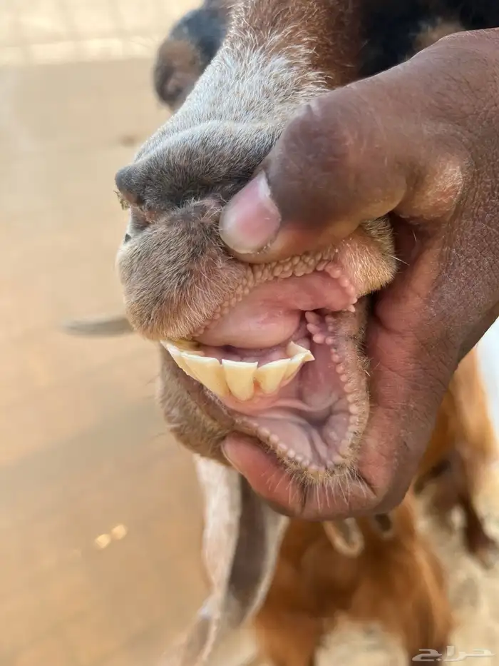 عنز رغوث للبيع 3