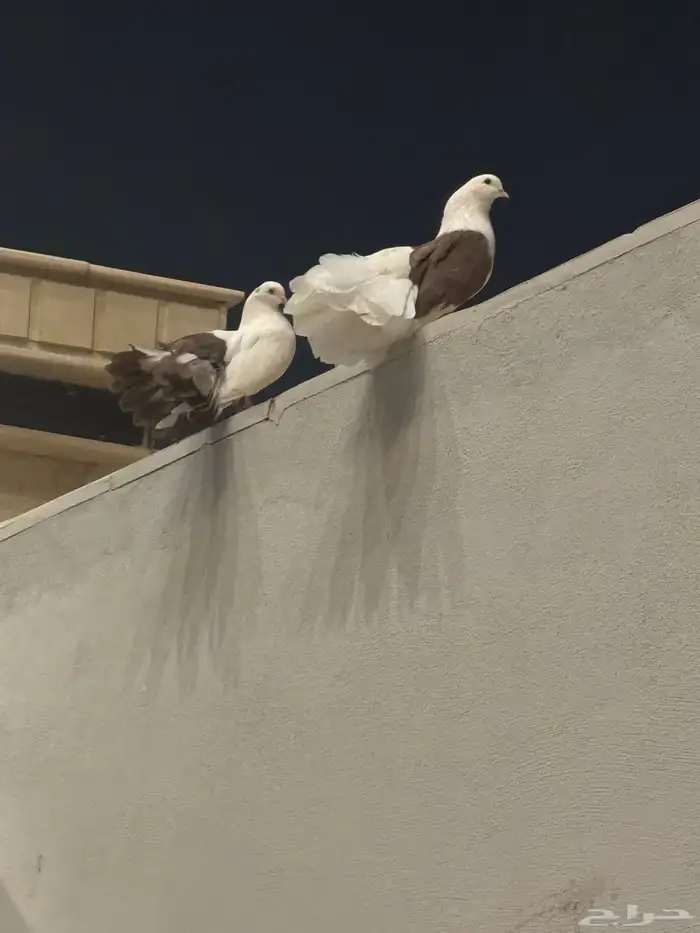 ( حمام هندي   مربى تربية نظيفه ) 0