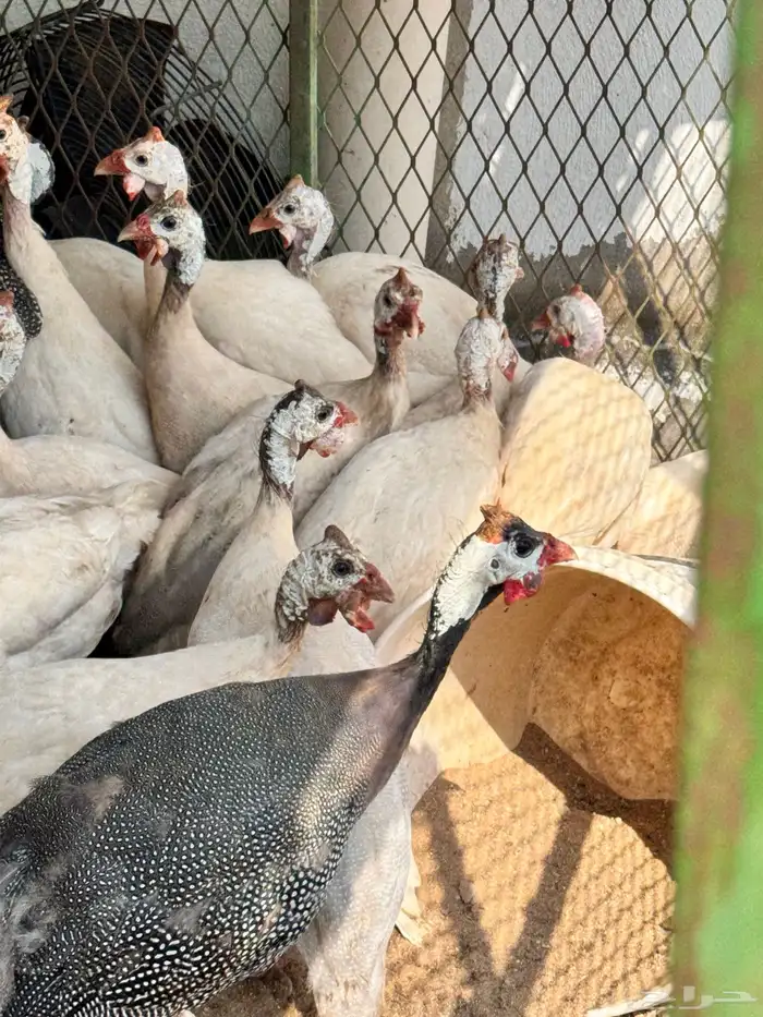 دجاج حبشي لون ابيض صك 1