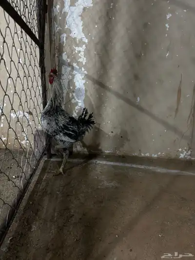 دجاج بياض مشكل براهما وتركي وبلدي وفيومي index