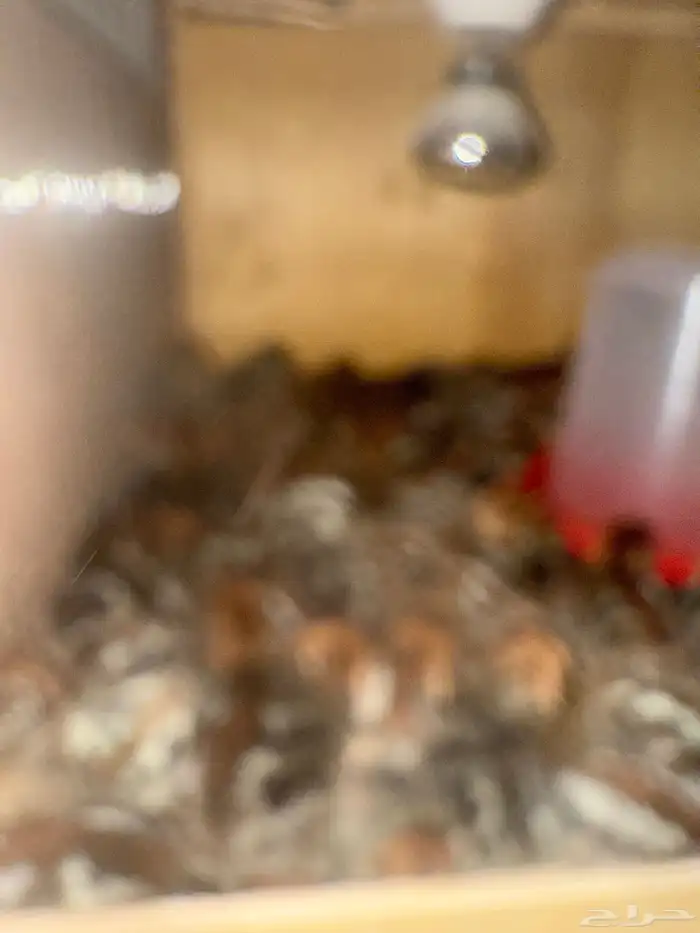 صيصان فيومي 1