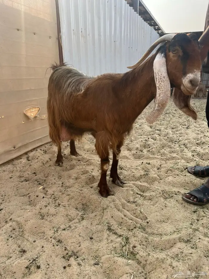 عنز رغوث للبيع 1