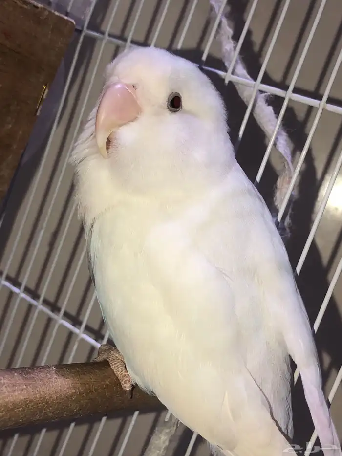 طيور روز للبيع 0