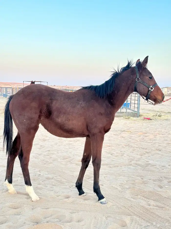 مهرة انجليزية 0