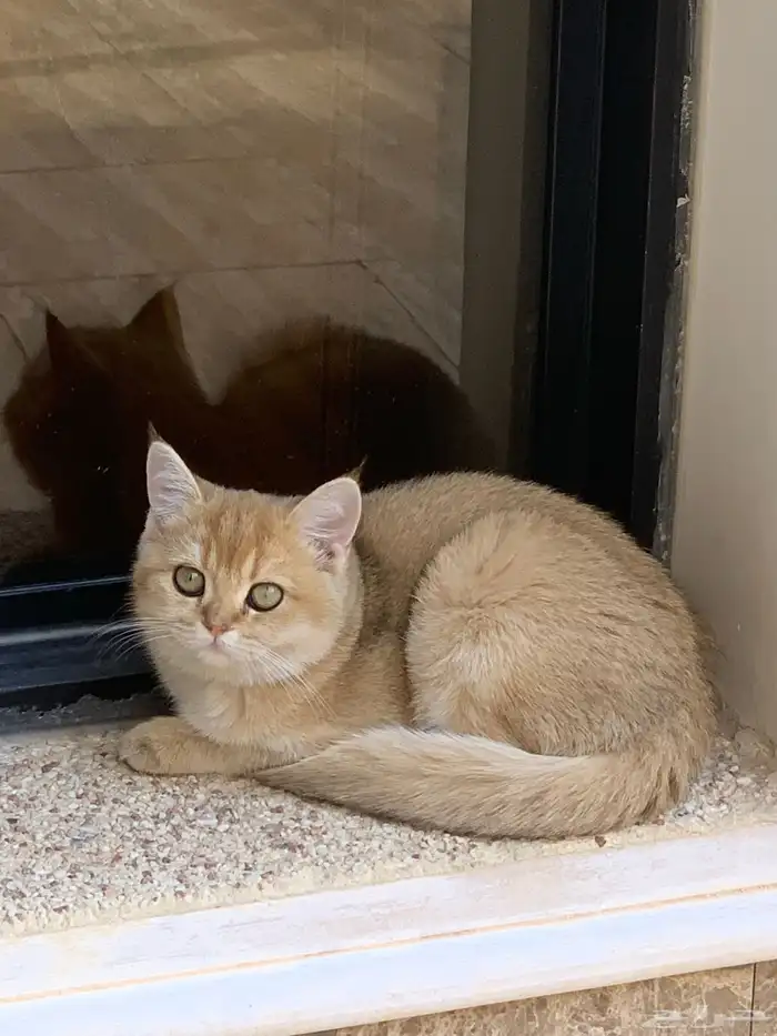 قطة سكوتش جولد 1