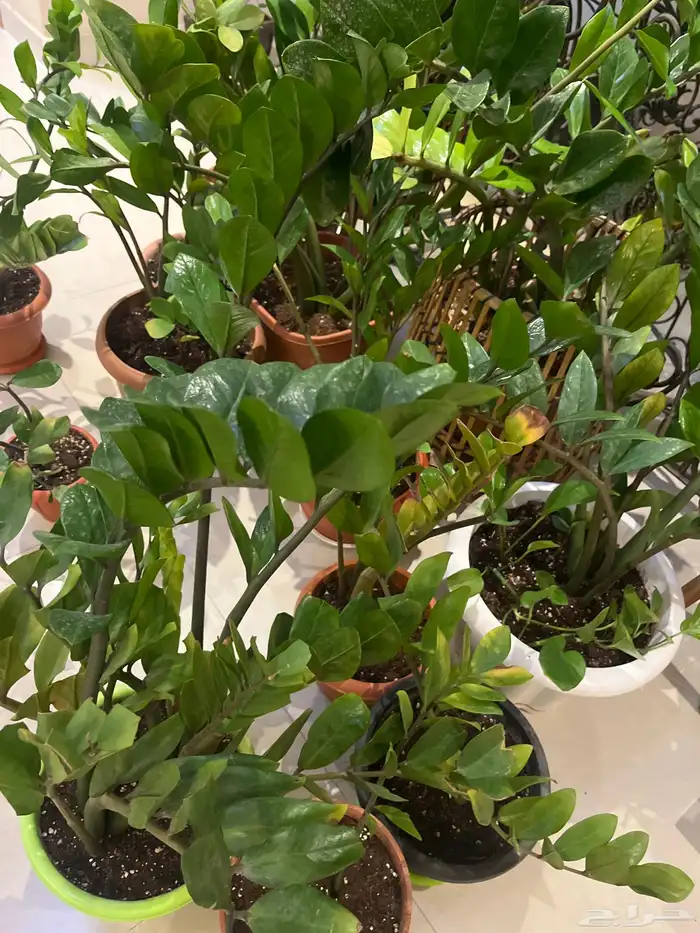 زرع داخلي مختلف الانواع وسعروا طيب جدا 6