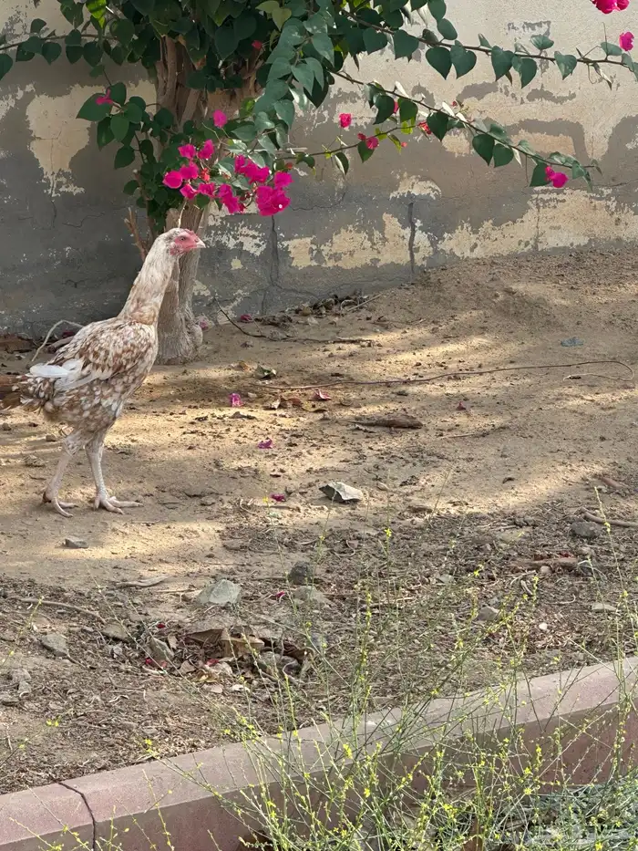 دجاجه سنديه منتجه 1