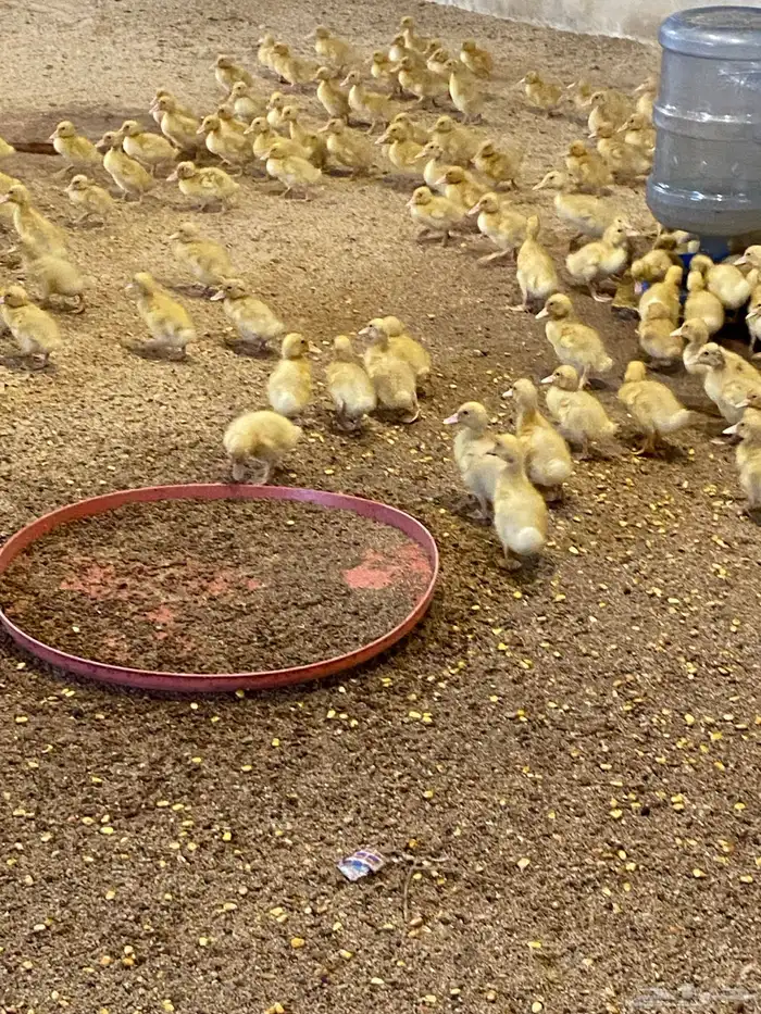 صوص بط بكيني 1