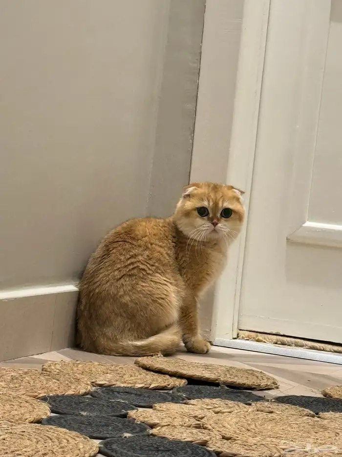 قطط ذكور و اناث بيع تصفيه ب اسعار مخفضه 4