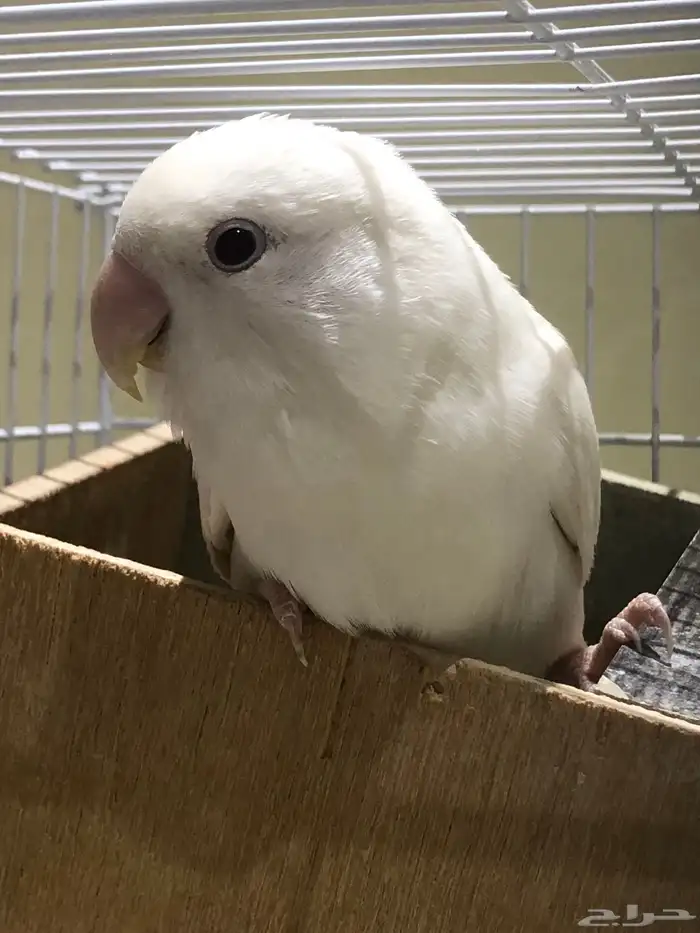 طيور روز للبيع 1