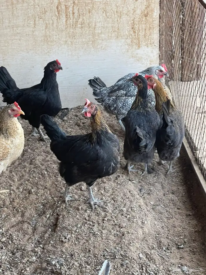 دجاج للبيع 1