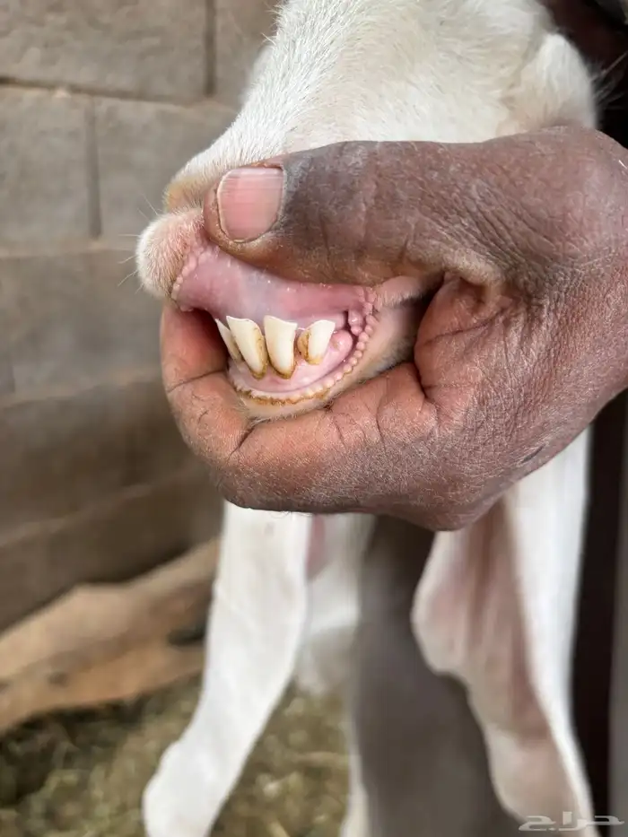 للبيع معزا دفيع ومضاريع 12