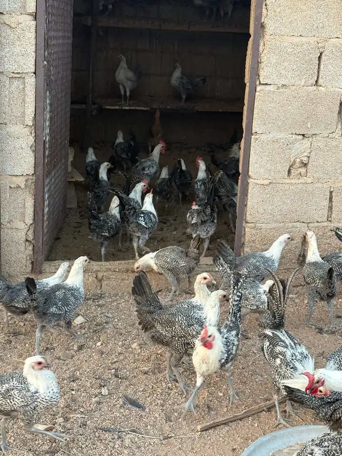 للبيع دجاج 0