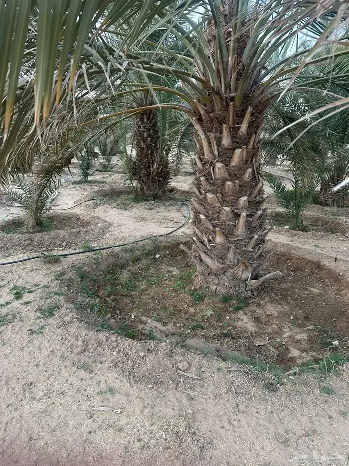 نخل مثمر نوايع 0