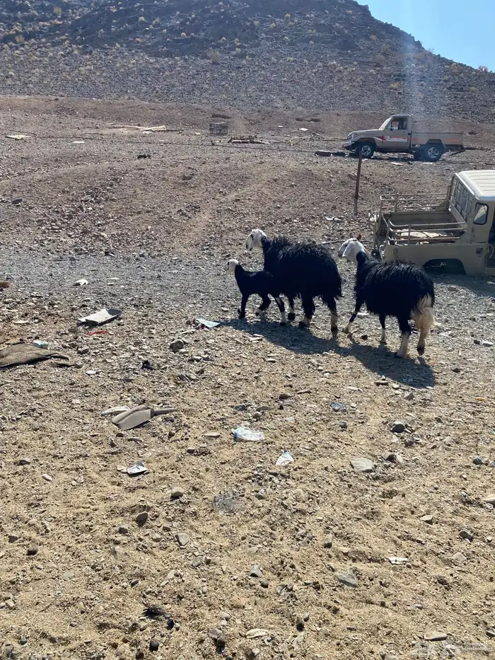 نعاج نجديات للبيع 0