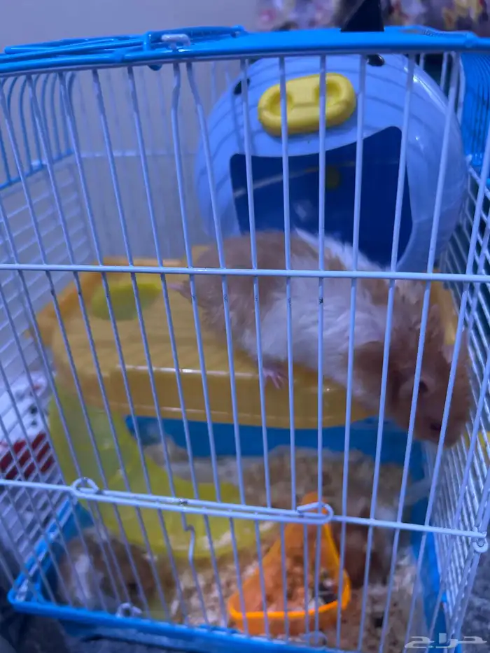 3 هامستر للتبني مجانا 2