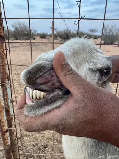 عنز حايل فول شحم index