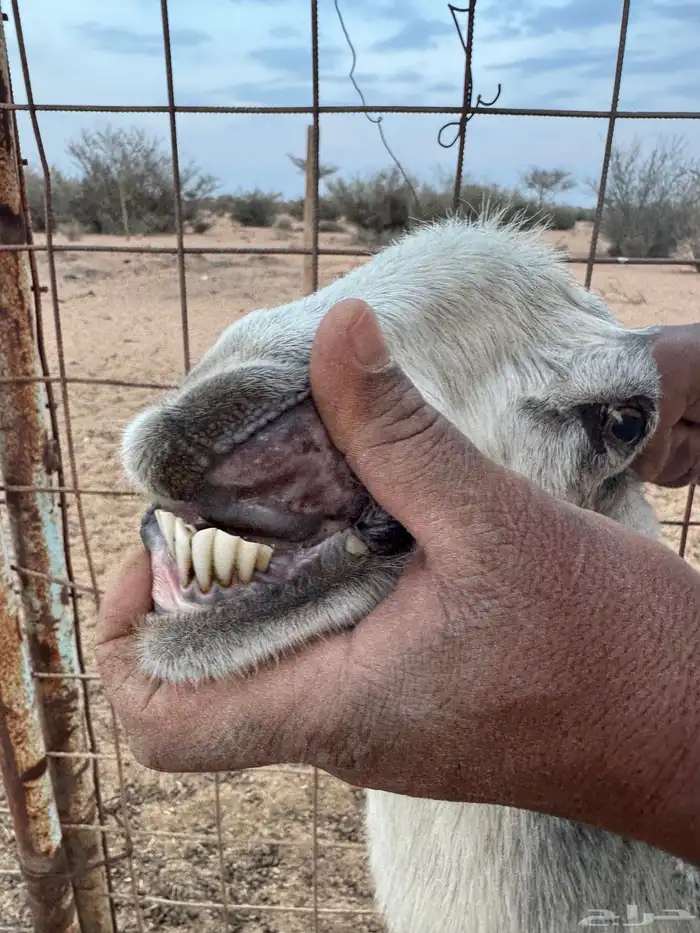 عنز حايل فول شحم 0