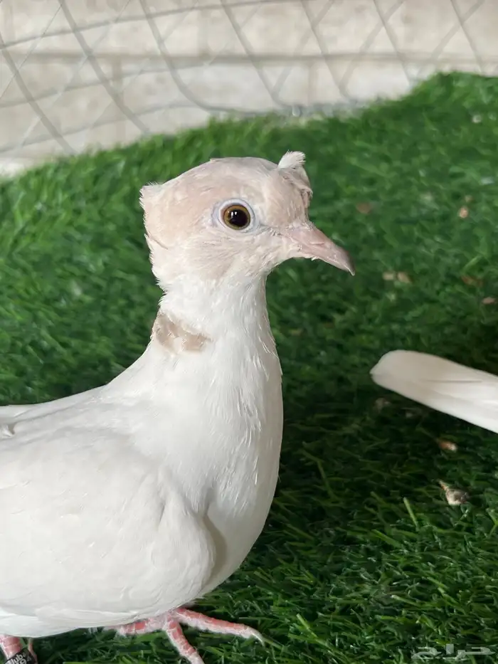 حمام ياكريم كلر هد دبل كرست 0