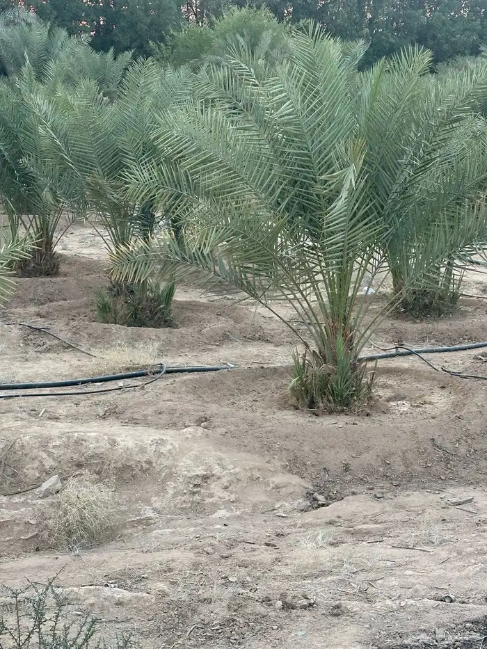 نخل مثمر نوايع 5